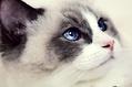 布偶猫品相纯与不纯有什么区别?布偶猫品种!
