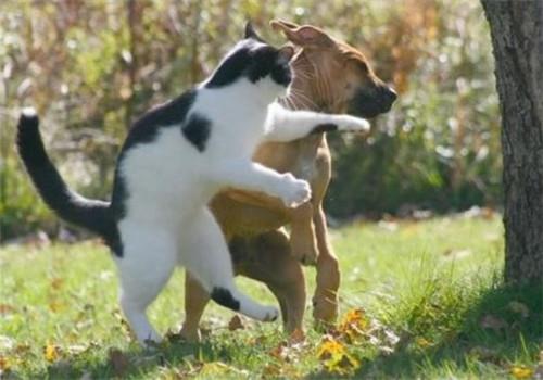 如何让训练宠物猫乖巧听话?让它不再捣乱!