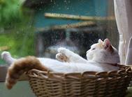 猫咪血栓的流行病学与治疗,养猫必看!