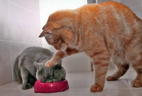 怎么养成宠物猫吃饭的规矩?宠物猫训练方法!