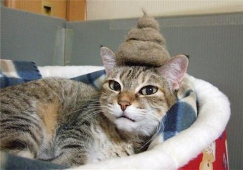 猫猫随便大小便怎么办?了解原因改善!