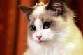 有什么办法避免布偶猫掉毛呢?教你解决的方法!