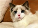 训练布偶猫容易吗?布偶猫训练的规律和注意事项!