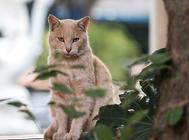 警惕猫咪上呼吸道感染,提前预防是关键!