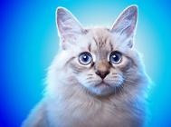 猫脱肛怎么回事?猫咪脱肛的原因及治疗!