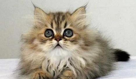 金吉拉和布偶猫哪个更容易饲养?猫咪饲养技巧!