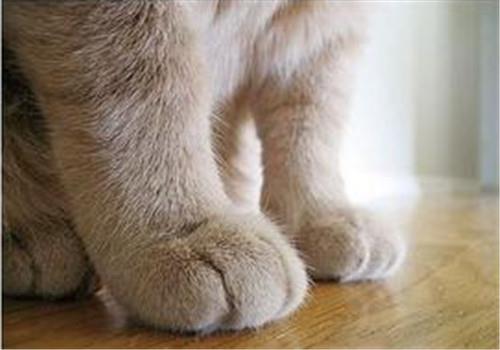 如何训练猫咪不抓人?调教猫咪不再抓人咬人的技巧!