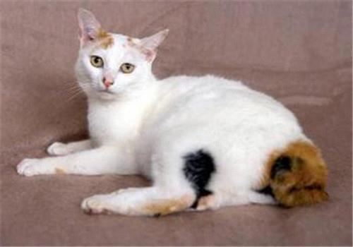日本短尾猫训练方法,用这些方法分分钟提高!