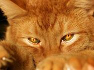 猫咪瘙痒行为的原因及诊断,猫猫健康!