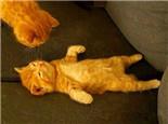 训练猫咪装死的三个步骤,8秒让你学会!