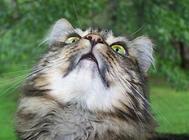 猫咪常见的先天性眼部疾病,作为铲屎官该怎么办?