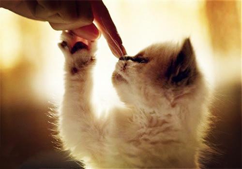 如何训练猫咪不认生?养猫小知识!