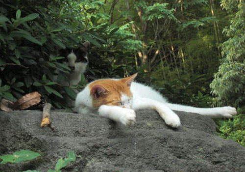 调教猫咪必须注意的事项,新手必知!