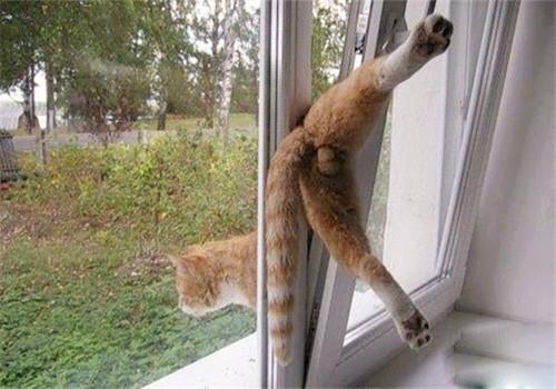 改正猫咪异常调皮的方法,猫咪训练!