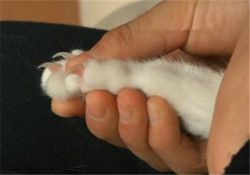 猫咪突然抓人的原因分析,如何正确撸猫?