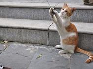 猫咪有皮肤病怎么治疗?猫咪皮肤病的诊断化验技术!
