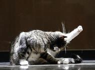 猫咪营养不良怎么办?怎么改善?