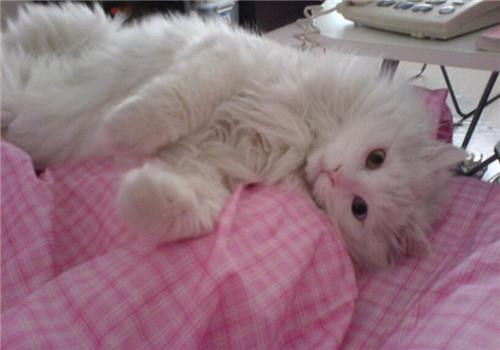 如何取消猫咪的爱心叫醒,铲屎官要怎么委婉拒绝?