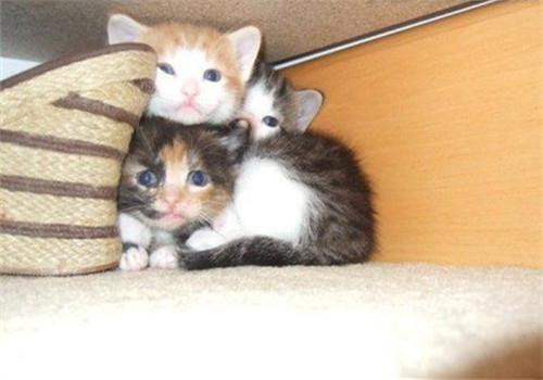 猫咪太胆小了怎么办?如何才能提高猫咪的胆量?