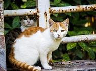 猫咪心脏病能治好吗?猫咪心脏病的血压与射线检查!