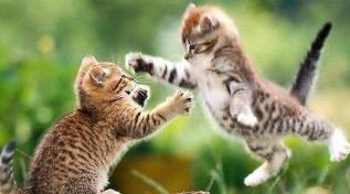 猫咪与主人和睦相处的方法,猫猫训练!