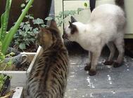 猫关节病的诊断与治疗科普,养猫必看!