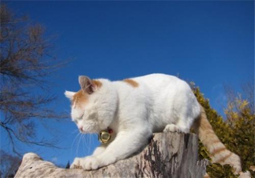 改正猫咪不良行为的方法,猫咪纠正训练!