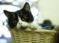 猫咪腹部射线影像判读,猫猫健康!