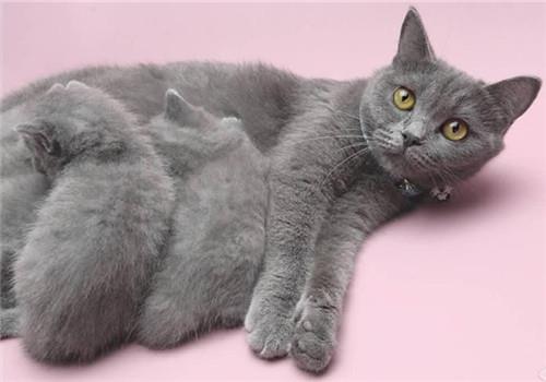 猫咪训练中常常会出现的错误观念,看看这次你又中了几条?