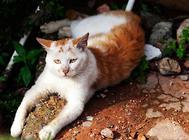 猫咪输液治疗异常及并发症的应对措施,猫咪常见病!