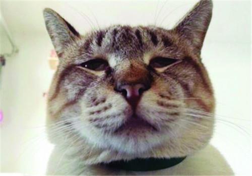 训练猫咪磨爪子可以放松心情,安定情绪!