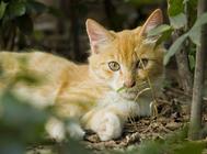 猫咪生病不肯吃药怎么办?教你实用猫咪喂药技巧!