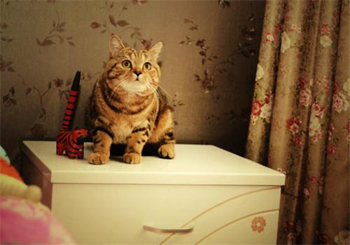 如何制止猫咪喷液的行为?猫咪纠正训练!