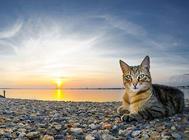 猫咪皮肤的生理结构知识,猫咪的身体里藏着哪些小秘密?