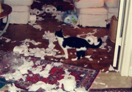 如何不让猫咪抓坏家具?训练猫咪不破坏家具的方法!