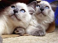猫咪肛门囊肿怎么办?猫肛门囊肿的诊断与治疗!