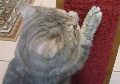 如何防止猫咪抓墙?改掉猫咪用爪子挠墙的坏习惯!