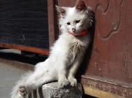 猫咪驱虫能用大宠爱吗?合适给猫咪用吗?