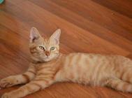 猫咪异位性皮炎的治疗方法,解决猫咪皮肤症状的方法!