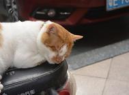 猫黄曲霉素中毒怎么办?急救方法有哪些?