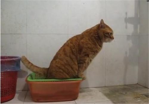 如何训练宠物猫咪使用厕所?让猫咪远离乱排泄!