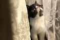 异国短毛猫会不会抓老鼠？
