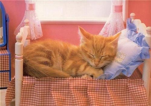 怎么训练猫咪不上床?训练猫不上床的方法!