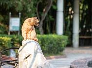 尿液指示猫咪疾病,从尿液判断猫咪的身体状况!