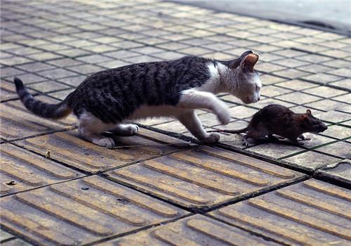 怎样教会猫咪抓老鼠?抓到老鼠就是好猫!