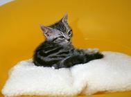 猫咪胸腔积水有救吗?猫咪胸腔积液的诊断与治疗!