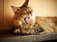 猫咪缺维生素C会怎样?维生素C与猫咪健康!