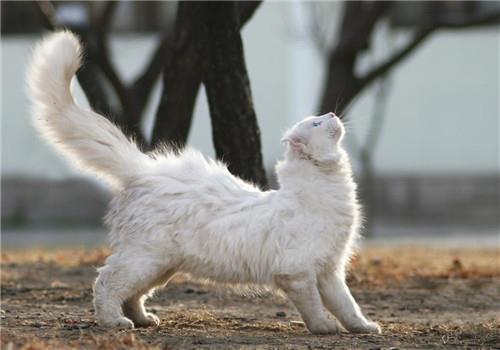 训练猫咪六大原则,宠物猫训练方法!