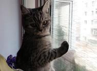两大方面让猫咪免除寄生虫的侵害,养猫的铲屎官们多加注意!