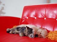 猫咪打呼噜的声音大该怎么办?猫咪喂养指南!